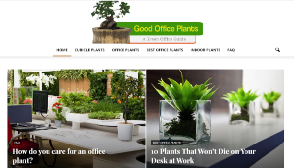 Aged New Office Plants Amazon Niche Site Upniche Authority