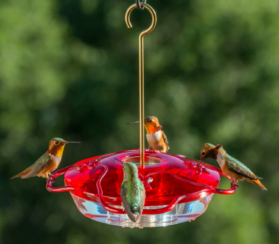 Humming Bird Feeder